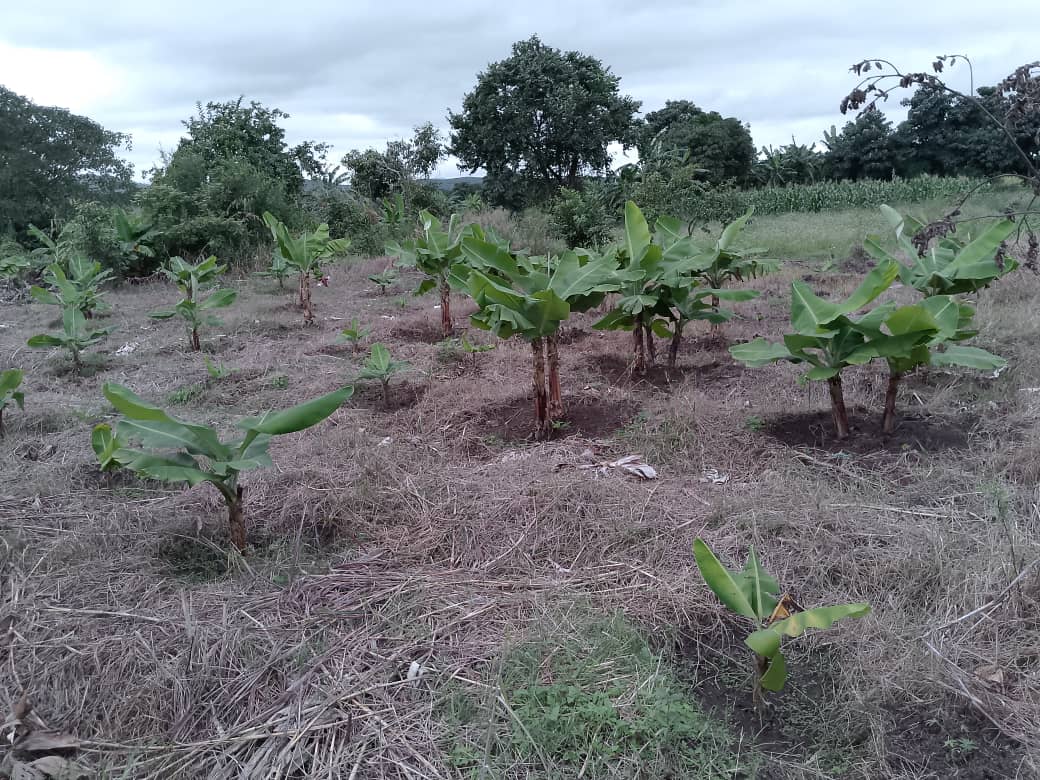 Green Banana Project