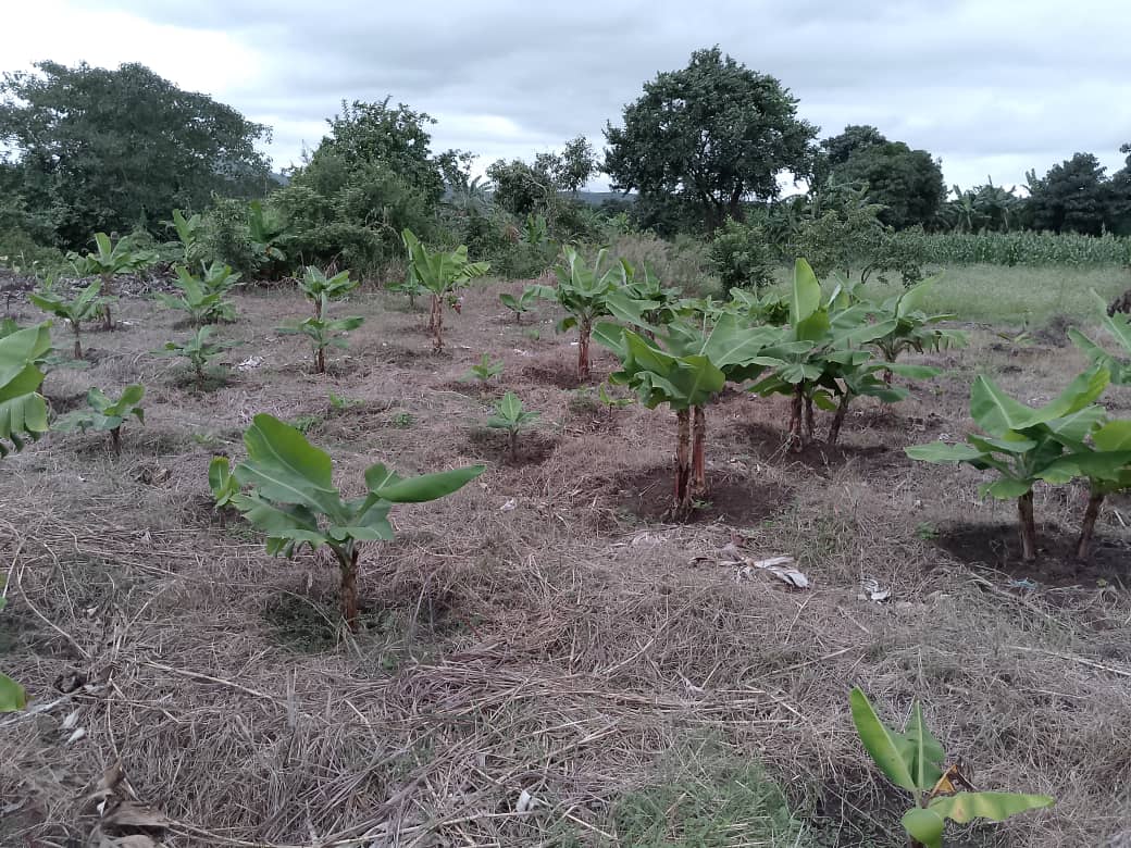 Agriculture programs